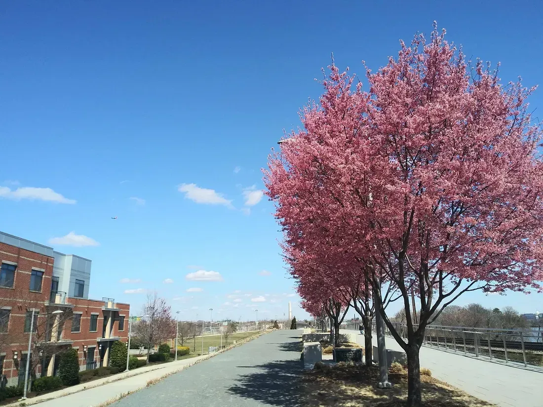 Cherry blossom trees beside Crystal City Lofts
